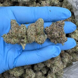 Boston George -D#160